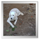 Kastanienrösten bei Freunden