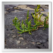 Vor und hinter dem Deich